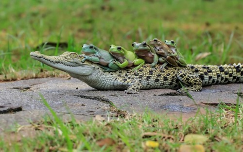 sixpenceee:  These frogs managed to climb aboard to hitch a ride on a bemused saltwater crocodile  Credit: Tanto Yensen