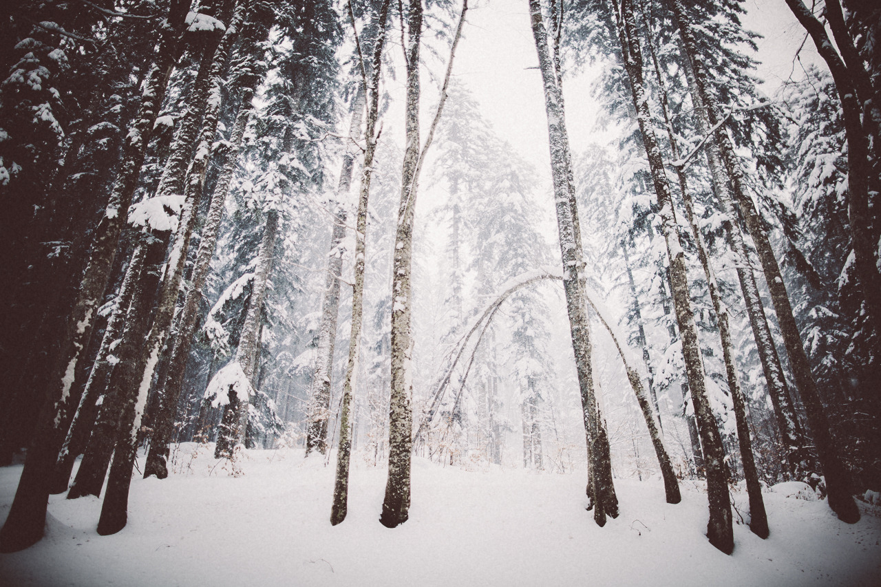 elenamorelli:{ walking in the forest on a snowy day }