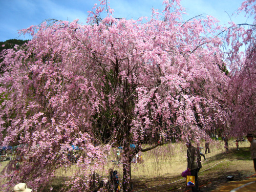 2015年4月18日土曜日晴れ坂井市丸岡町の竹田地区にあるしだれ桜を見てきました。会場ではクラフトショップがテントを並べていて、焼き物、ガラス工芸、染物、香りのついたキャンドル、飴細工、木製の風車、ヒ