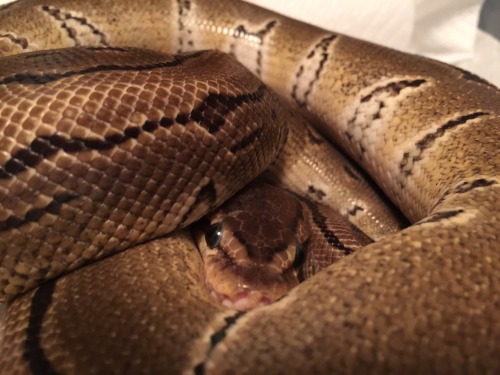 minderlynnreptiles:Luger being her shy self.