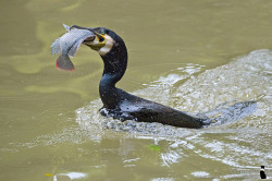 kaijutegu:  thelizlords:  fairy-wren: Great Cormorant and Australian Pelican. Photos by K S Kong  oH NO  there’s always a bigger fish bird… 