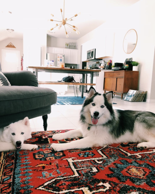 brookbooh:I’m a Siberian Husky pup who lives in Austin Texas with my little sister, Luna. I love pla