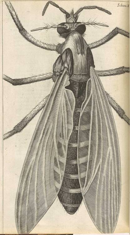 The Fly from Robert Hooke’s Micrographia