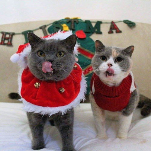 mymodernmet:Adorable “Christmas Cats of Instagram” Get Into the Holiday Spirit