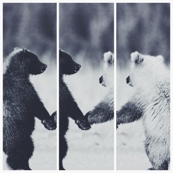 and this is how pandas started 