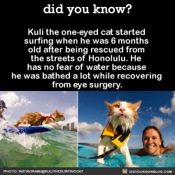 did-you-kno:  Kuli the one-eyed cat started surfing when he was 6 months old after being rescued from the streets of Honolulu. He has no fear of water because he was bathed a lot while recovering from eye surgery.   As far as surfing cats go, Kuli is