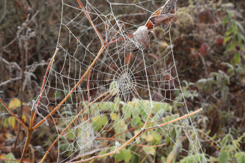 vandaliatraveler:Although the arachnids that created them are long gone, their beautifully-spun mast