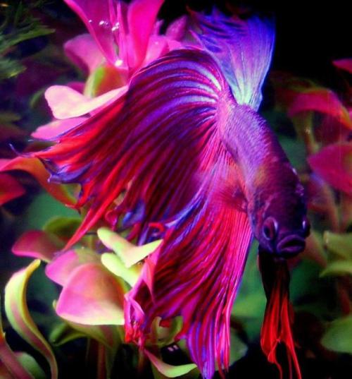 Betta Fighting Fish