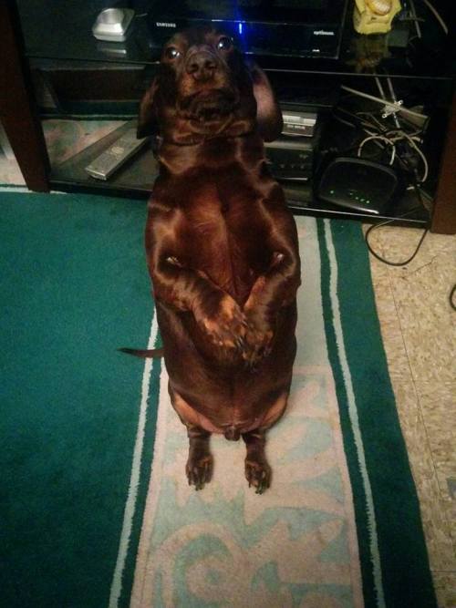 are we submitting dogscheck out my fat fuck–excuse me thats not a dog thats a fuckin sausage 