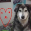 sirshiba