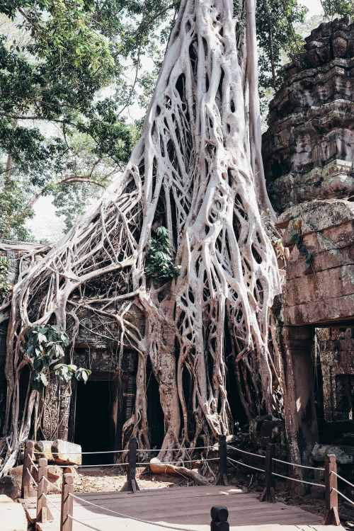 Ta Prohm