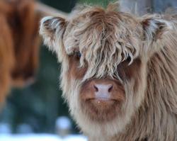 160cms:  hughhighlander: Highland Cows: even