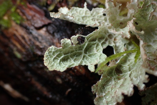 Platismatia Lacunosa 