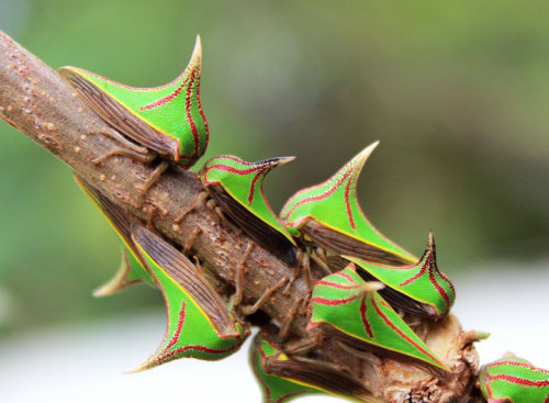 Sex Umbonia Spinosa pictures