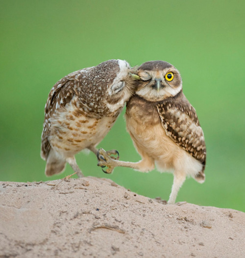 Sex Owls! Kissing!Go home everyone, we’re pictures