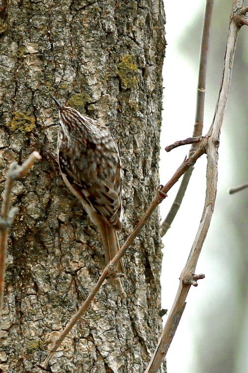 A Brown Creeper earns its name, slinking along a maple; hard to notice, though  common everywhe