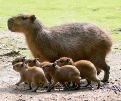 awwww-cute: Capybara family (Source: https://ift.tt/2r8pTC6)