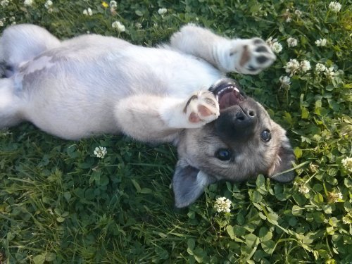 Porn cute-overload:  Just a dog I met todayhttp://cute-overload.tumblr.com photos