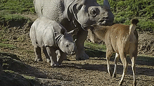 thenatsdorf:Baby rhino’s first day exploring the outdoors. [full video]