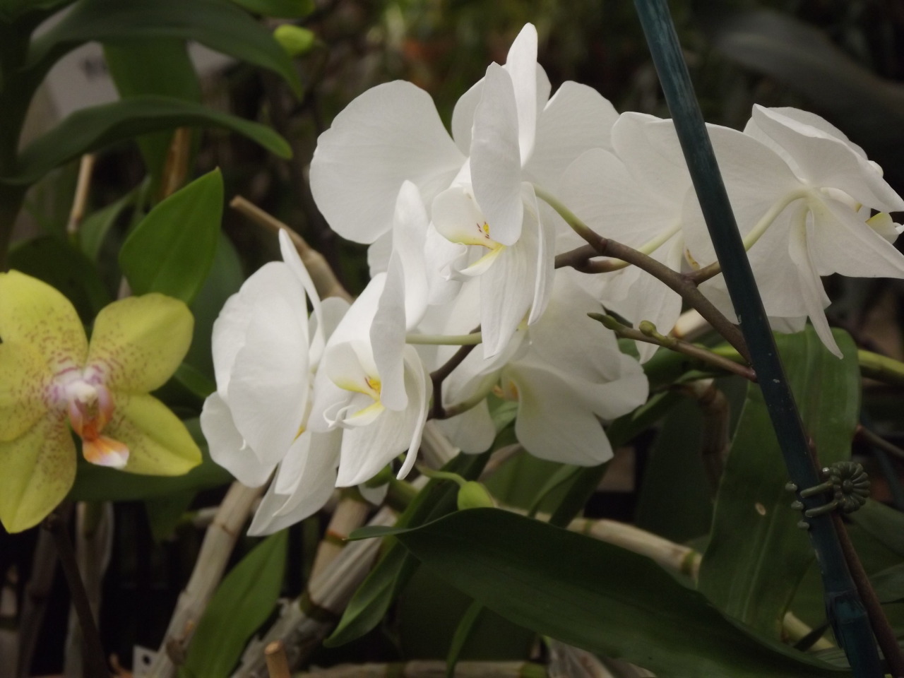 onecricket:  ORCHIDS!