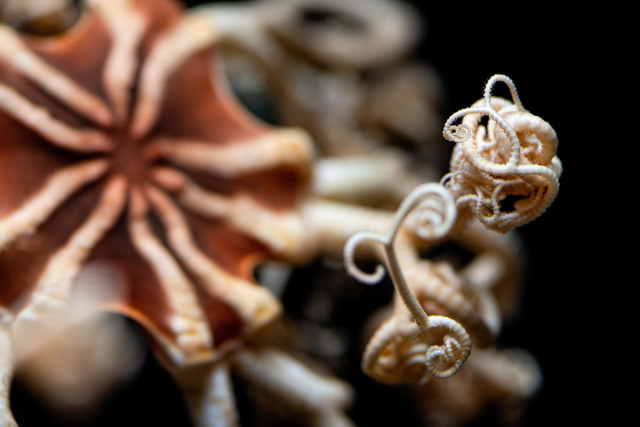 A close-up of a deep sea basket star. It has a rusty red body, with cream-colored channels in the center radiating our like a star and a tangle of cream-colored arms.