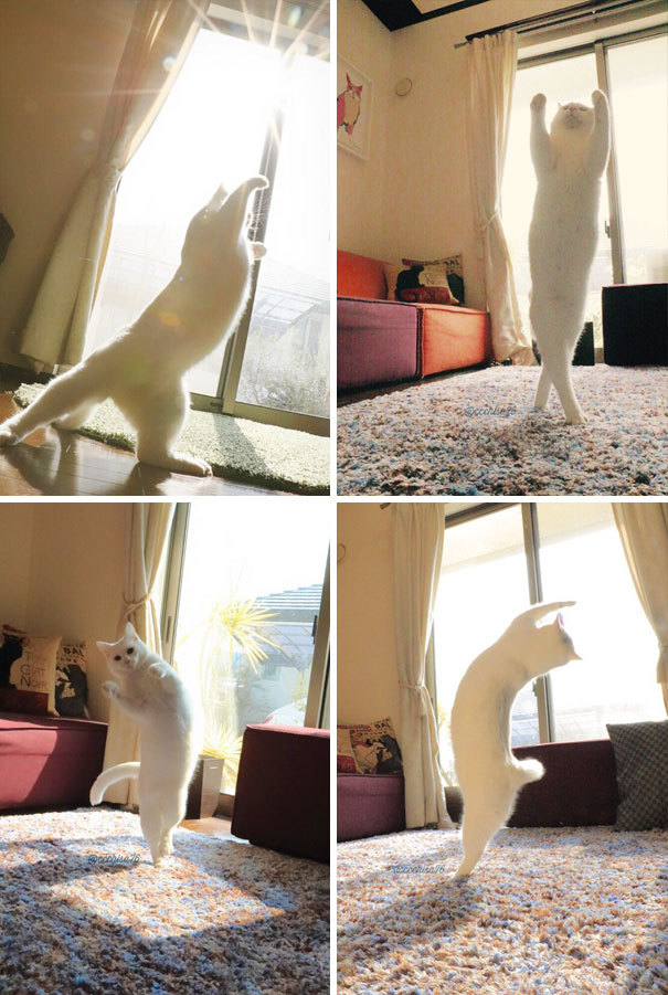 archiemcphee: Let’s celebrate the return of Caturday by reveling in one of the
