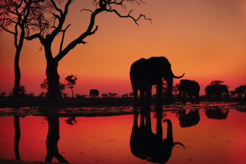 muthafuk:  elephants silhouetted by the darkening shades of the golden hour on the african savannah, by dana allen, susan mcconnell, nevil lazarus, chris packham, andy rouse and frans lanting 