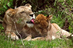 tulipnight:  A Lion Family Love by Spectacle Photography  on Flickr.