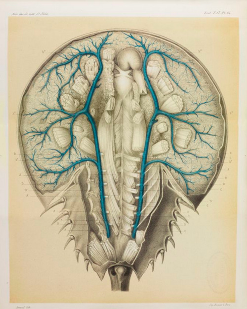 amnhnyc:  The sky is blue, grass is green and blood is red. Right? Wrong!  Blood can be blue, violet, green or clear. The Horseshoe crab has blue blood.The color is striking, but the horseshoe crab isn’t the only blue-blooded invertebrate: others include