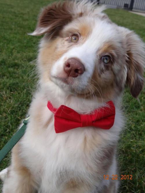 IF YOU EVER FEEL SAD GOOGLE PUPPIES IN BOWTIES
