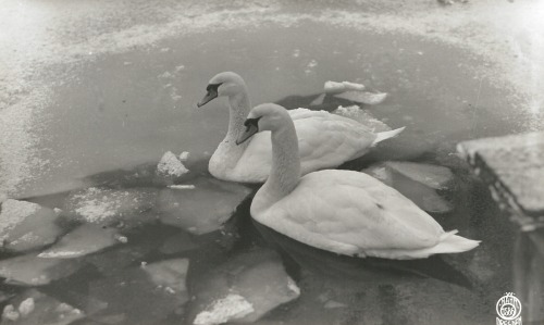 Walter Hahn - Höckerschwäne (Cygnus olor) an einer aufgebrochenen Wasserstelle im Eis, 1924