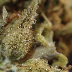 weedporndaily:  Headies by cannadential http://ift.tt/1nTQLyI