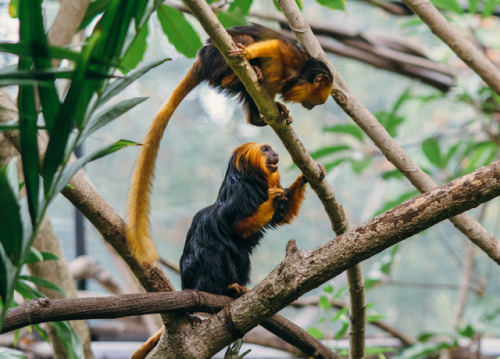 Golden-Headed Lion Tamarin 