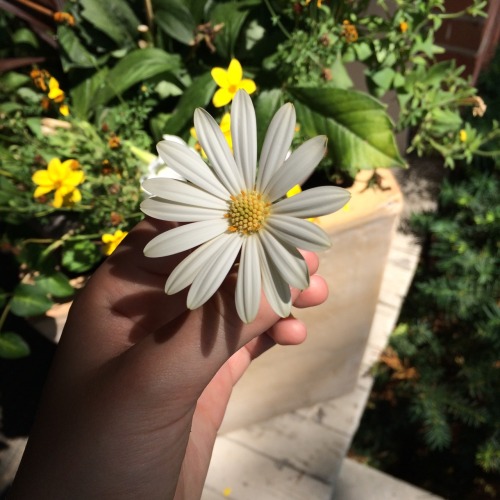 spicegirls:found the prettiest flower on my walk today