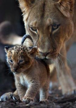 niick4:  lioness and her cub :) 