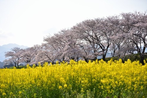 norisunorin: 奈良県　藤原宮跡  Nara Cherryblossom