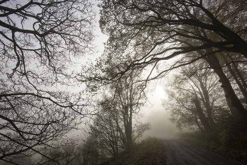 Misty branches by Keartona on Flickr.