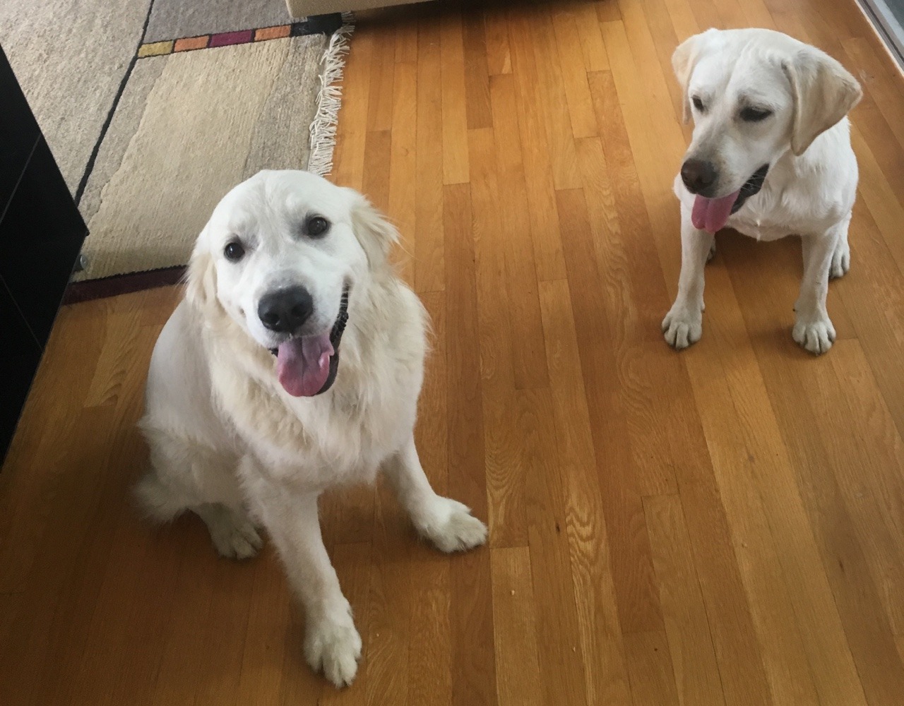 potatopup:  luna is very happy to be back with her pal mystic ! 