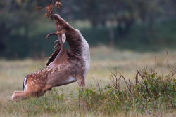 earthlynation:  (via Dama Dama by Pim Leijen