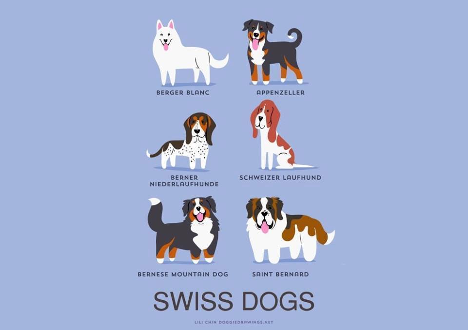 exhibitionistatheart:  50fuckingandlovingit:  bethsimon:  Dogs Of The World!!  💋