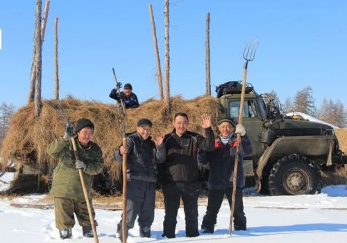 Cattle breeding in the Eveno-Bytantaysky District in Sakha Republic(Russia, 2013).Yakutian cattle ar