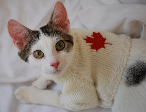 mostlycatsmostly: Happy Canada Day from Scout! (via candyflossgirl)