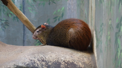 Red-rumped agouti at the Smithsonian National Zoo in Washington D.C.