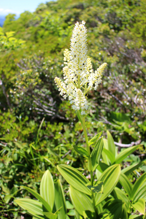 20180616（土）写真は上から大檜井岸山から見た平家岳平家岳山頂。この日は周りの山々の頂に雲がかかって、天気はいいが白山、荒島岳、御嶽山などハッキリと分からなかった。後でわかったが山頂から見えた街