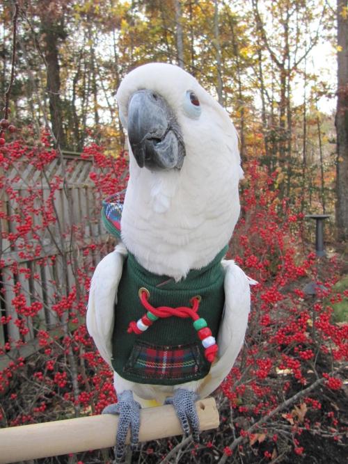 crownofbirds: oneautumnday: BIRDS IN HOLIDAY SWEATERS WHERE HAS THIS POST BEEN ALL MY LIFE i need th
