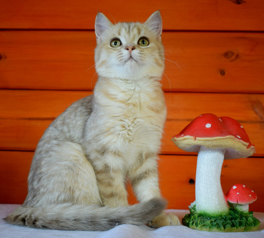 Фото породы Скоттиш - страйт (шотландская прямоухая кошка)