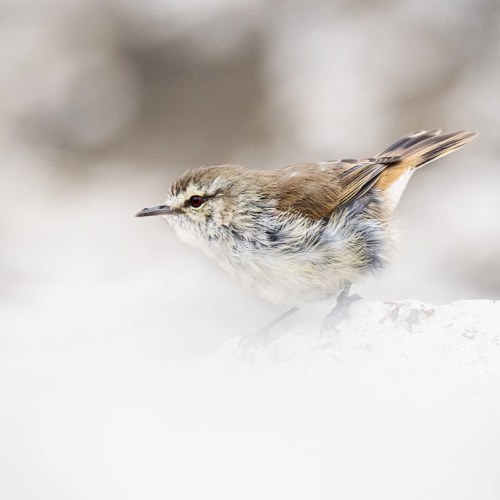 edinzphoto:Chatham warblers are such sweet little birds. While they’re normally forest-dwellers, I w
