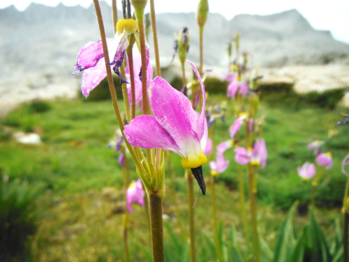 Alpine Shooting Star, Dodecatheon alpinium. Pinnacle Lakes Basin, John Muir Wilderness, Sierra Nevad