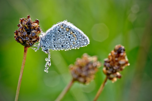 archatlas:  Precious Insects  Photographer David Chambon macro photos of insects covered in dew makes them look like precious gemstones. You can see more of his work on his Flickr and 500px accounts. 