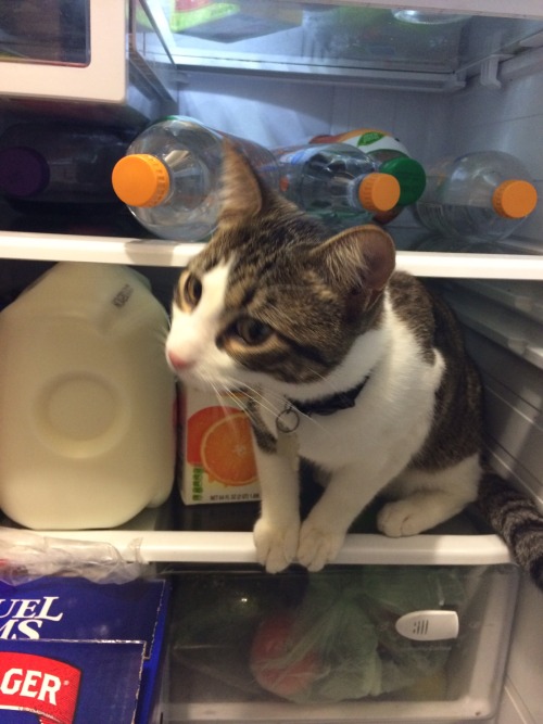 getoutoftherecat:  I was making room for the beer, not for Bobby